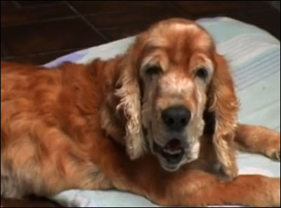 Scene from "Dog Show".